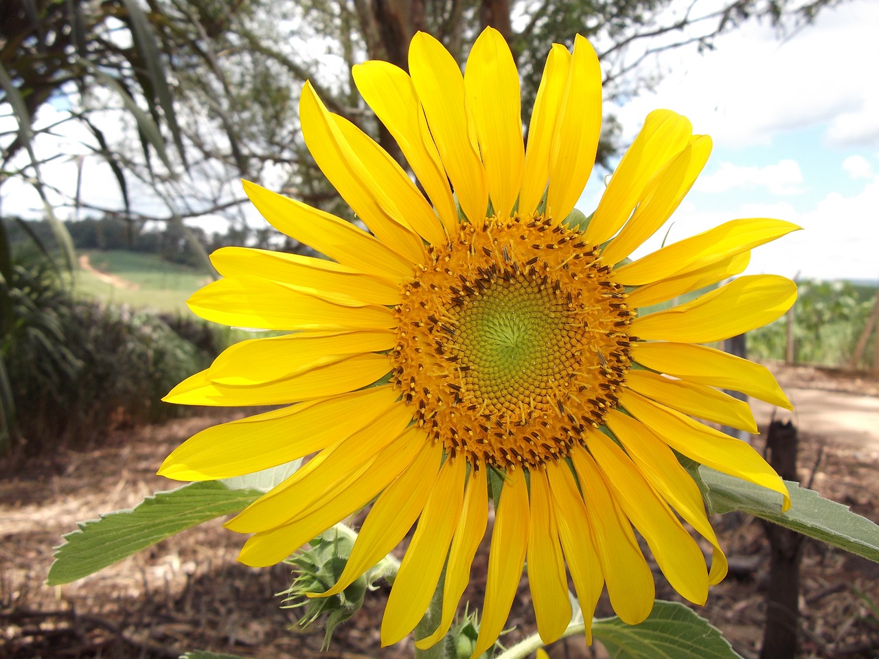 sunflower yellow flower flowers free photo