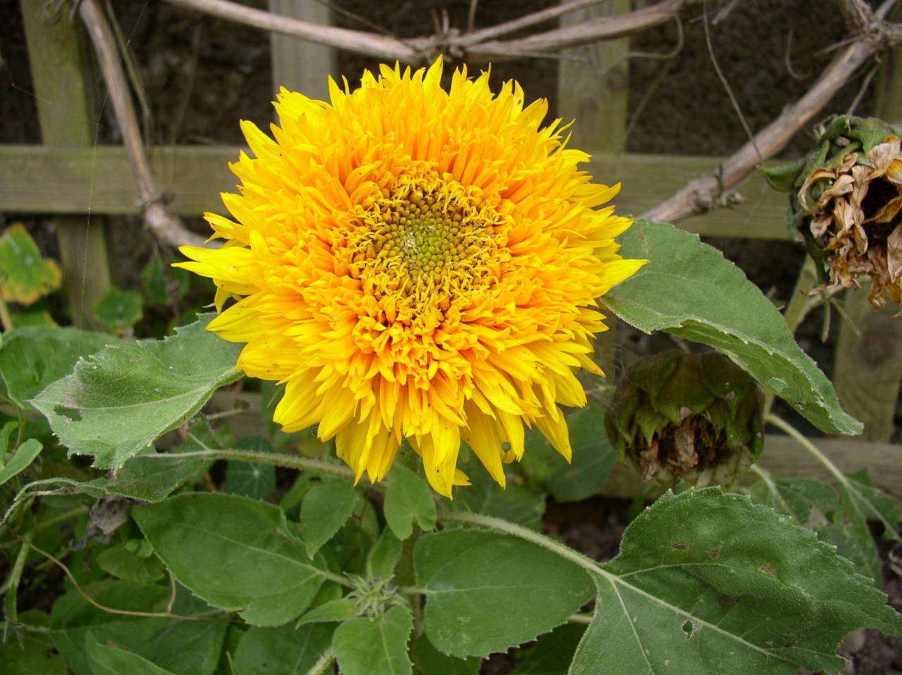 sunflower flower yellow free photo