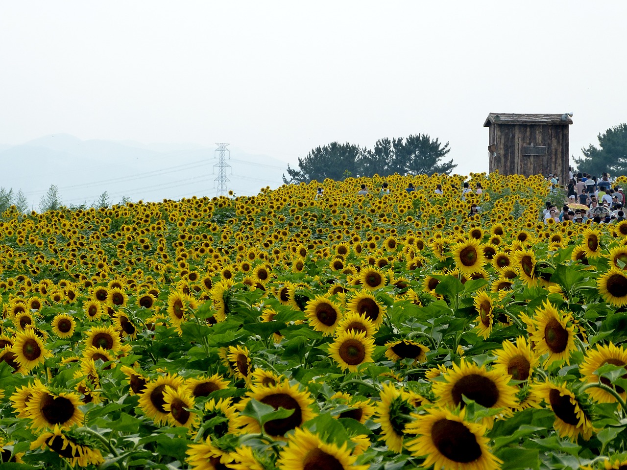 sunflower flowers sunflower festival free photo