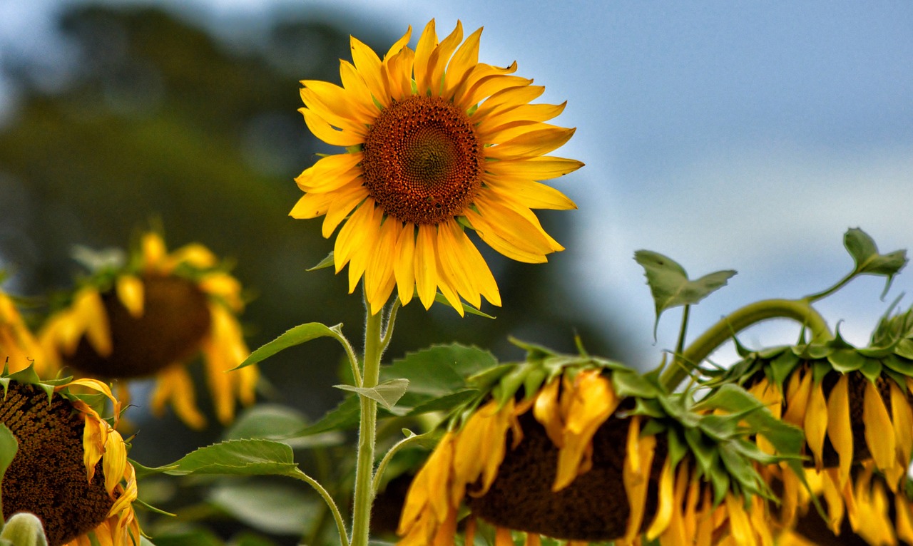 sunflower field landscape free photo