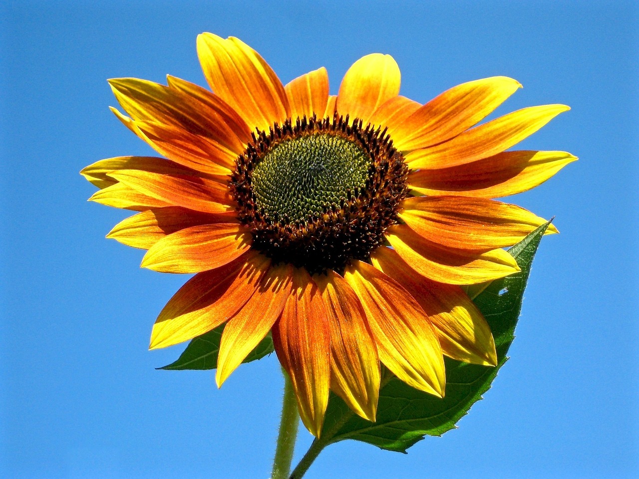 sunflower bicolor yellow free photo