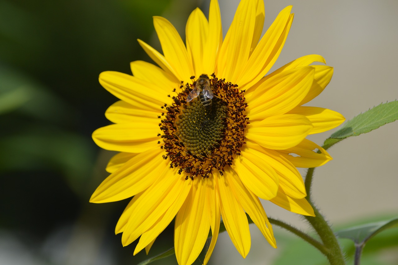 sunflower yellow flower free photo