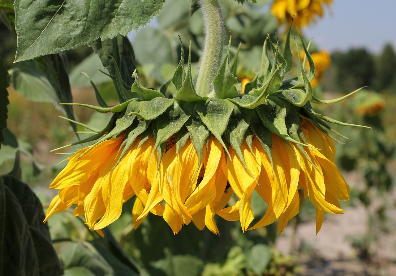 sunflower head wilted free photo