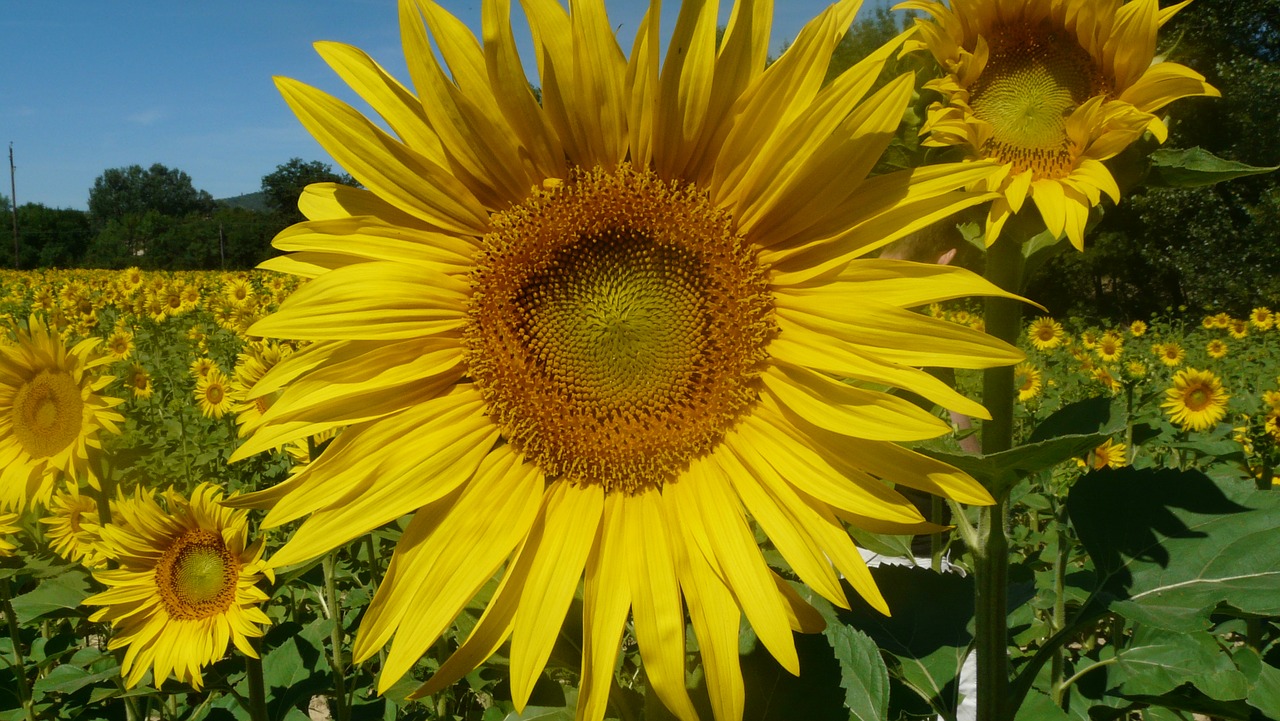 sunflower holiday flower free photo