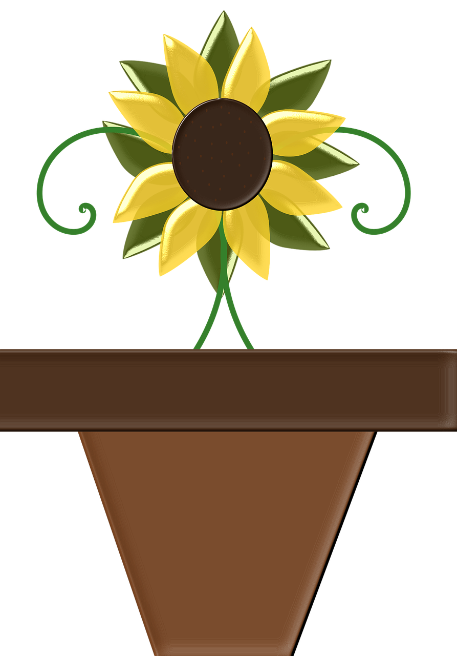 sunflower flower pot flower free photo