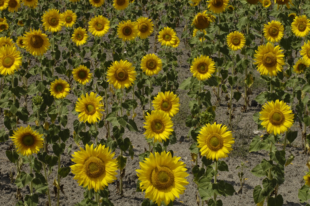 sunflower sun plants free photo