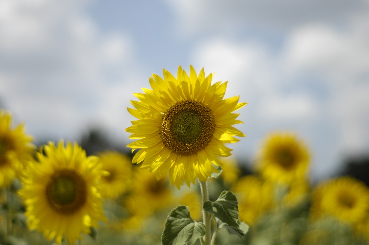 sunflower sun yellow free photo