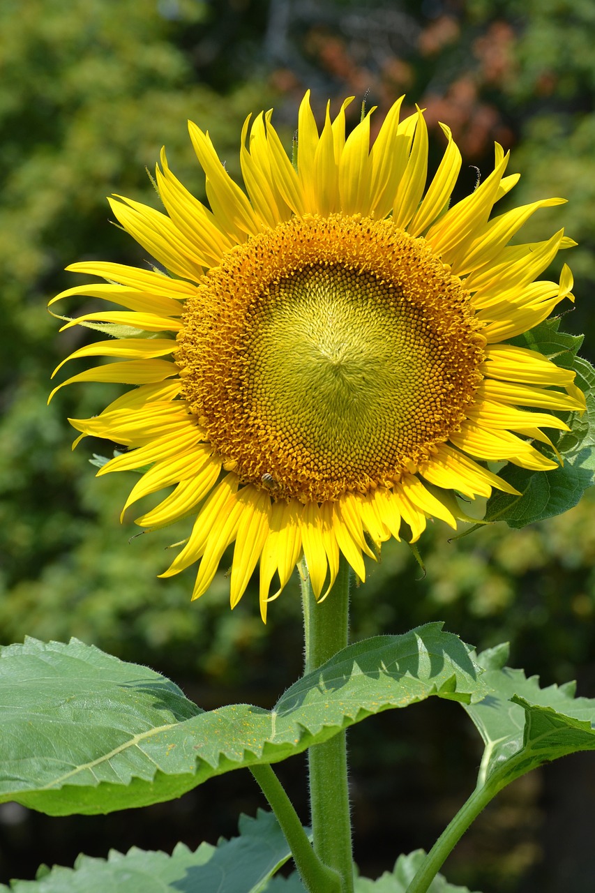 sunflower sun flowers free photo