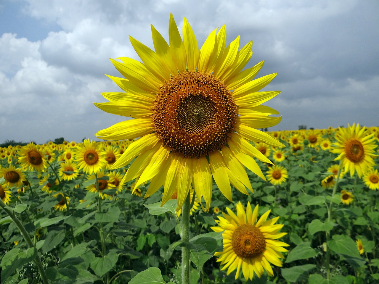 sunflower karnataka flower free photo