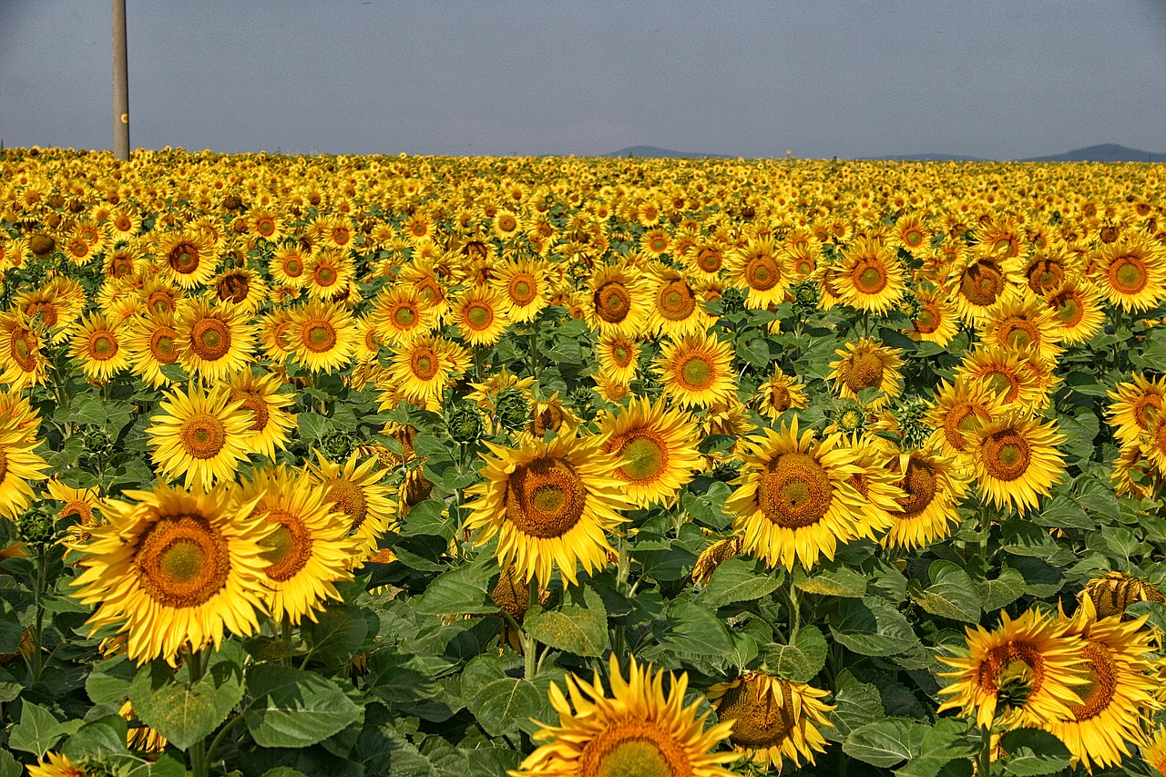 sunflower summer flower free photo