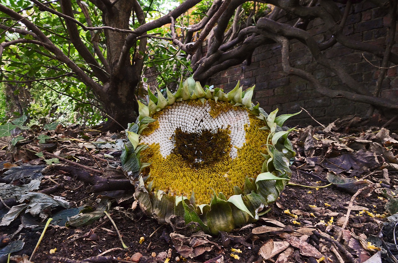 sunflower dead leaves free photo