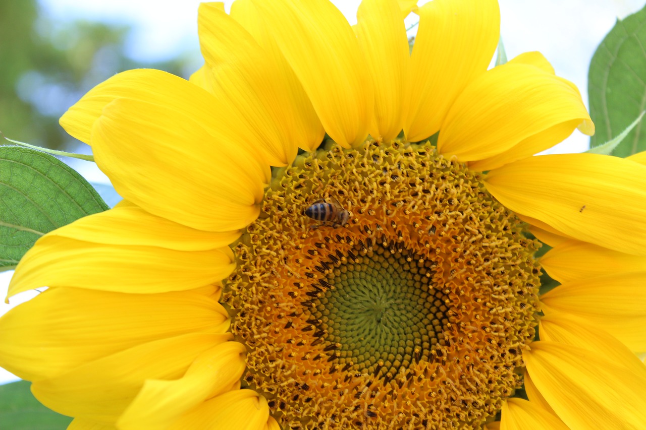 sunflower bee babu free photo