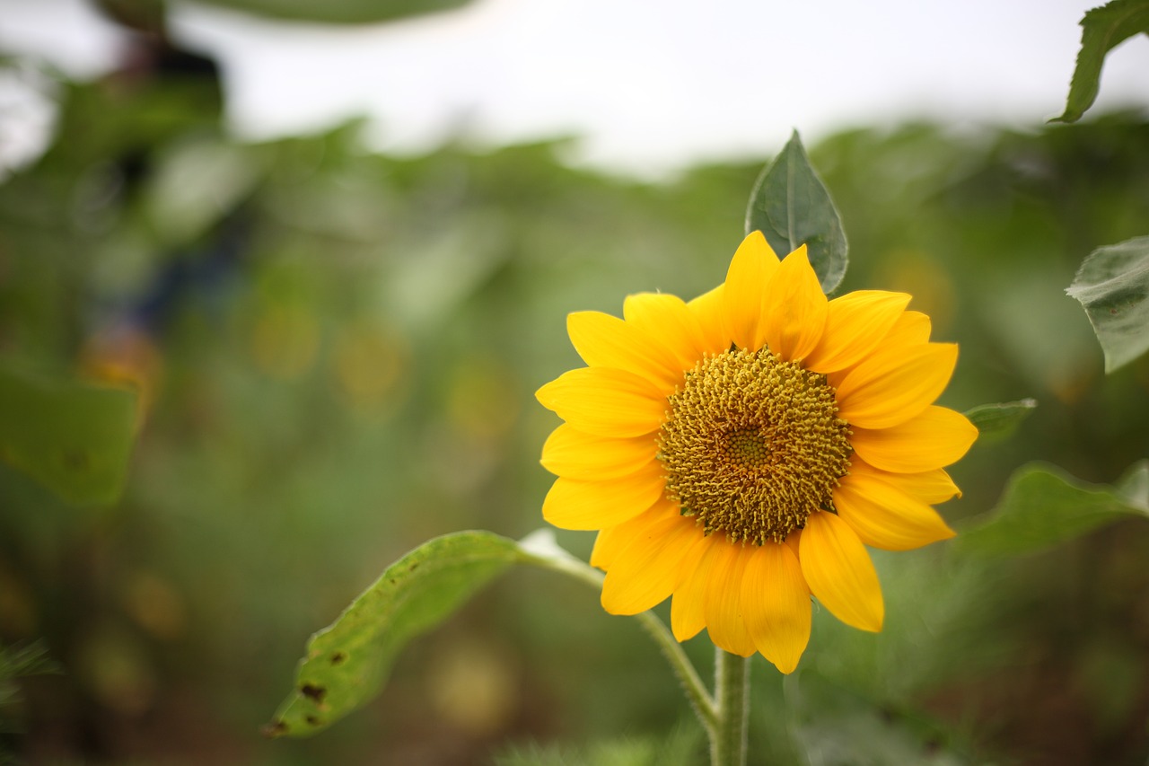 sunflower flower yellow free photo