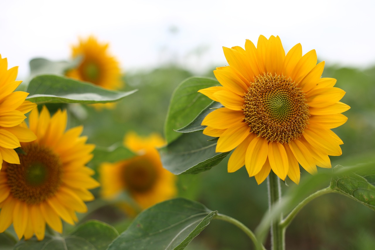 sunflower flower yellow free photo