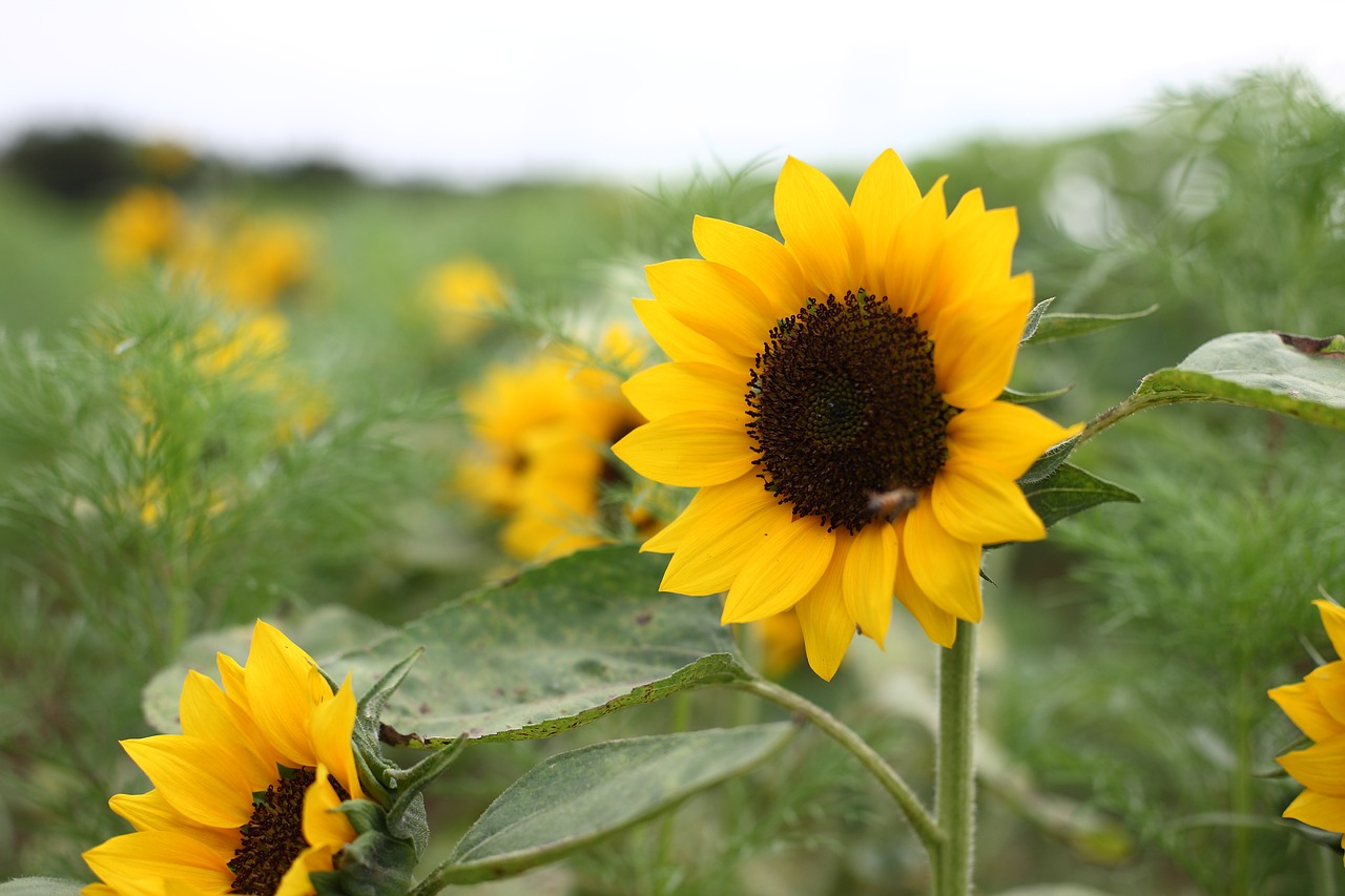 sunflower flower yellow free photo