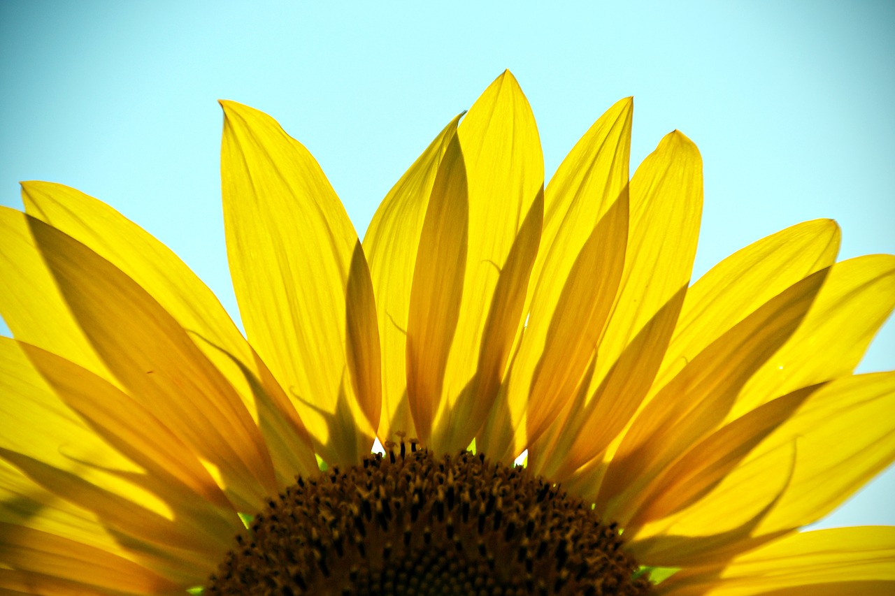 sunflower plant flower free photo