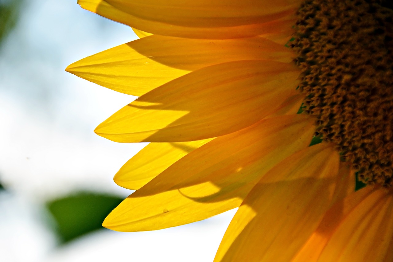 sunflower plant flowering free photo