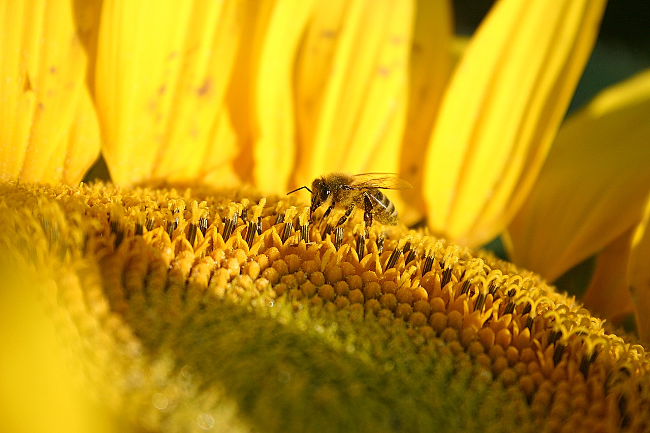 sunflower nature crop free photo