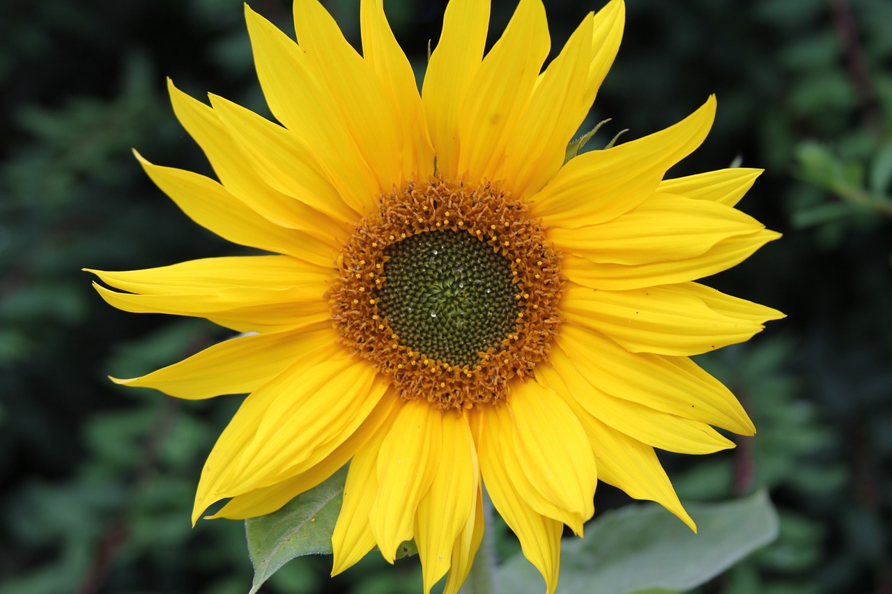 sunflower flower petal free photo