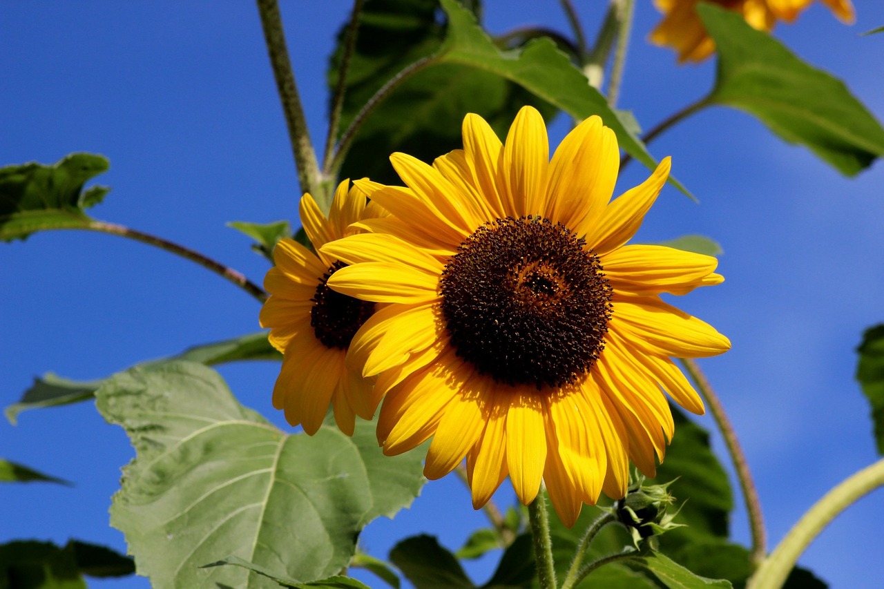 sunflower flower summer free photo