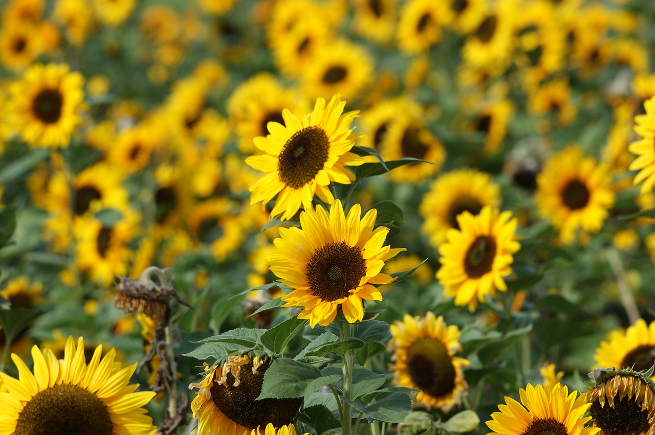 sunflower yellow blossom free photo