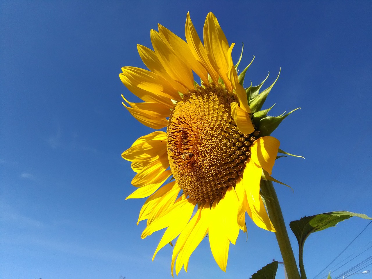 sunflower flower sun free photo