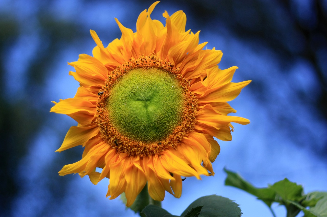 sunflower yellow summer free photo