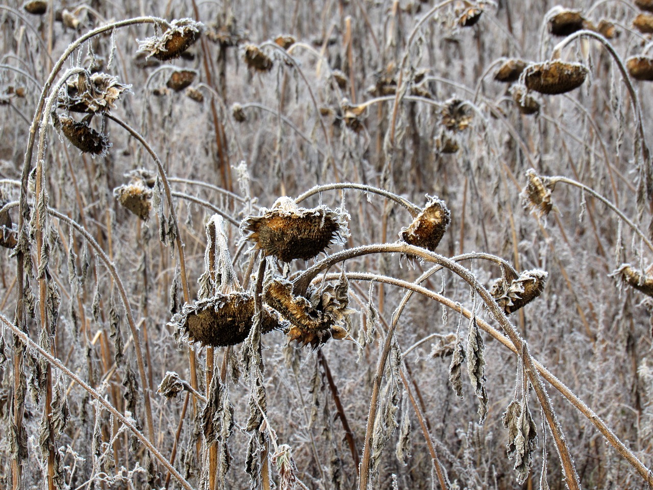 sunflower frost field free photo