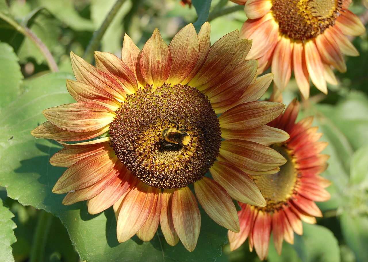 sunflower bee orange free photo