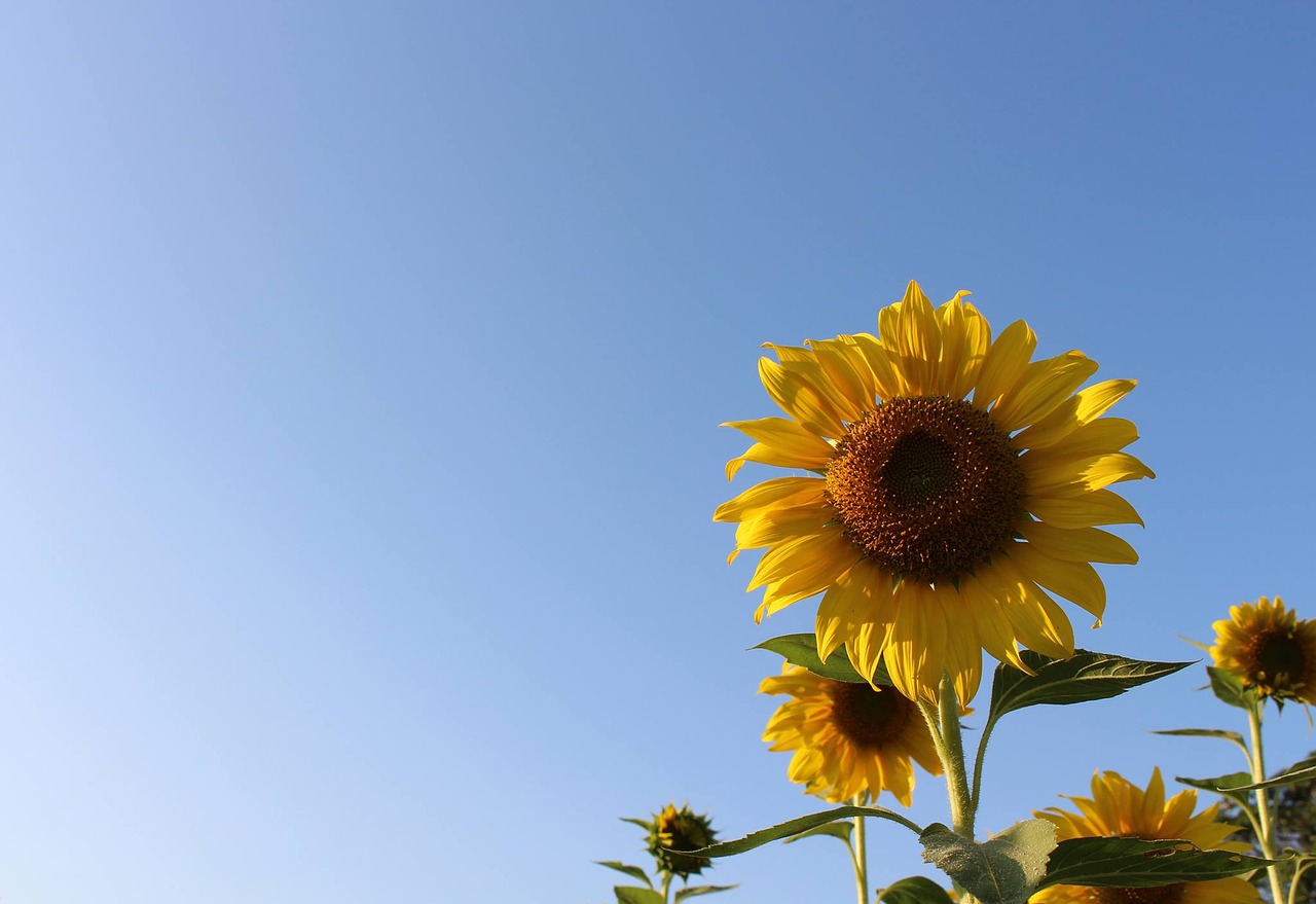 sunflower sky green free photo