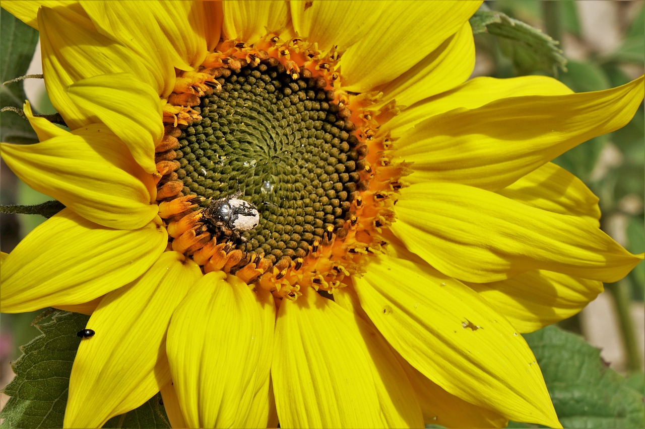 sunflower plant yellow free photo