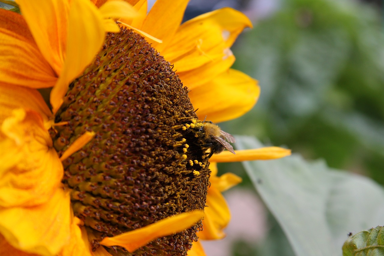 sunflower summer garden free photo