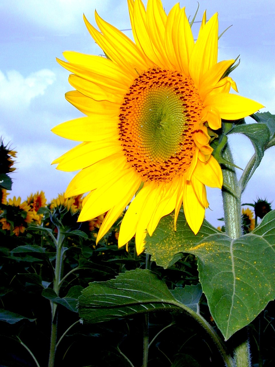 sunflower yellow sky free photo