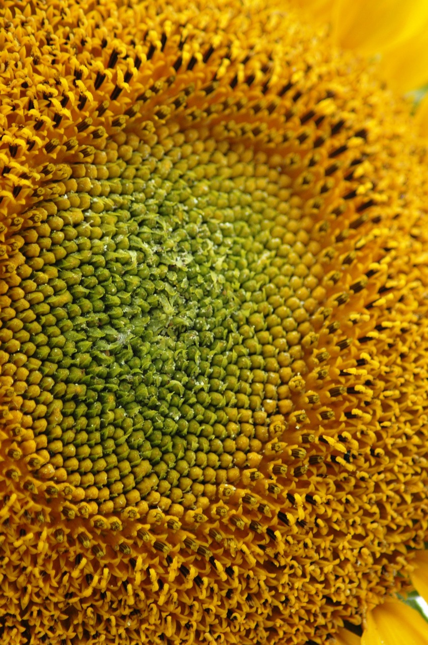 sunflower macro seeds free photo