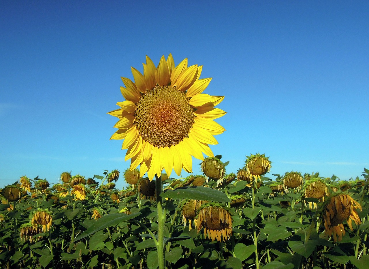 sunflower field nature free photo