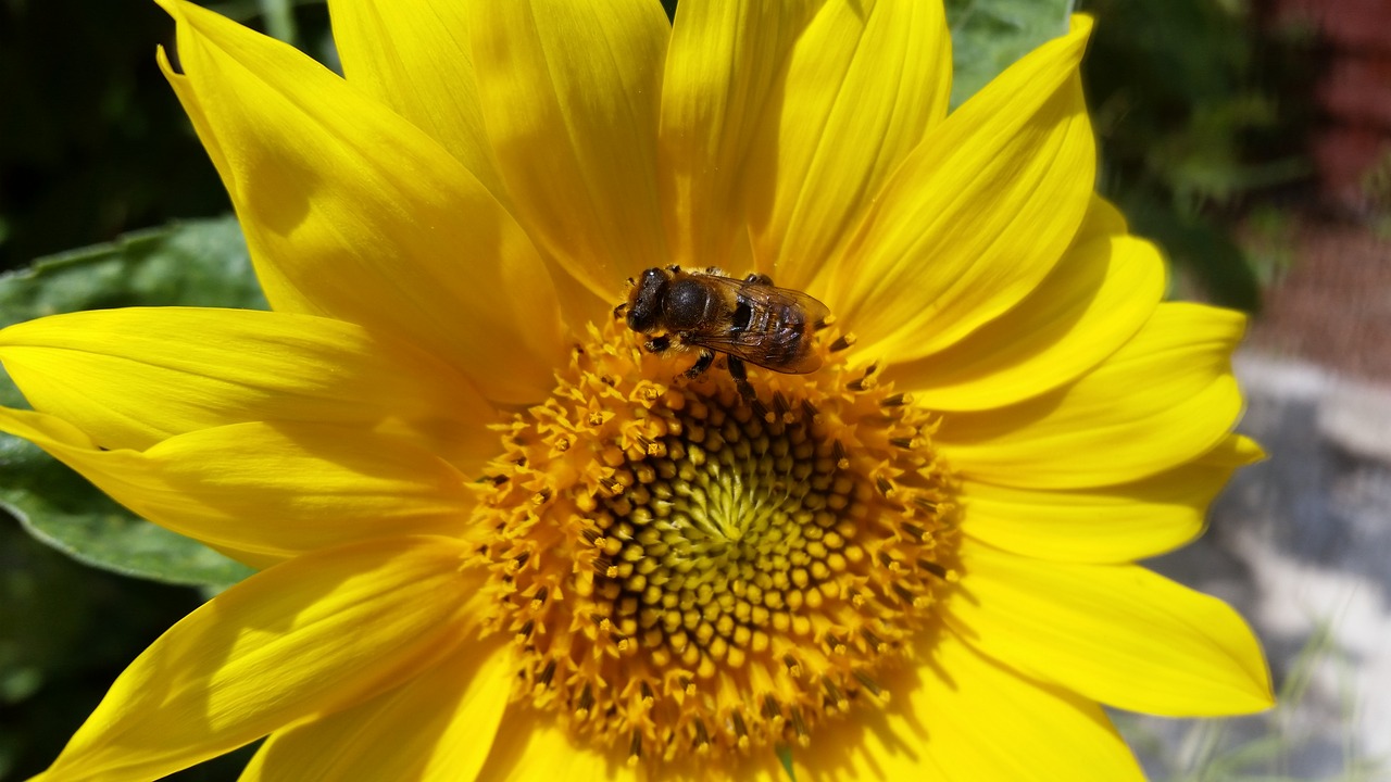 sunflower summer bug free photo