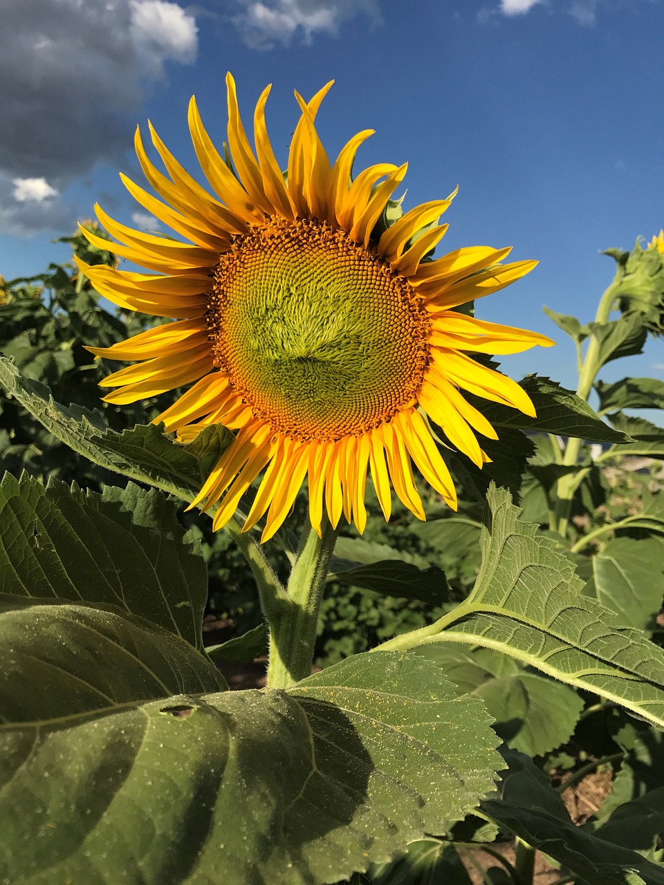 sunflower flower yellow free photo