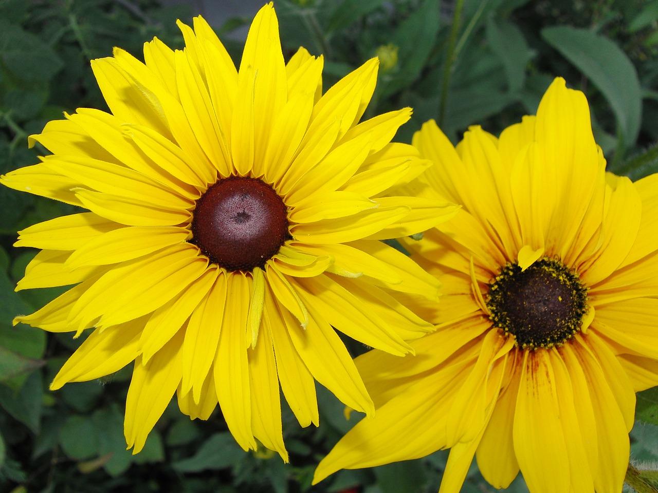 sunflower flowers plant free photo