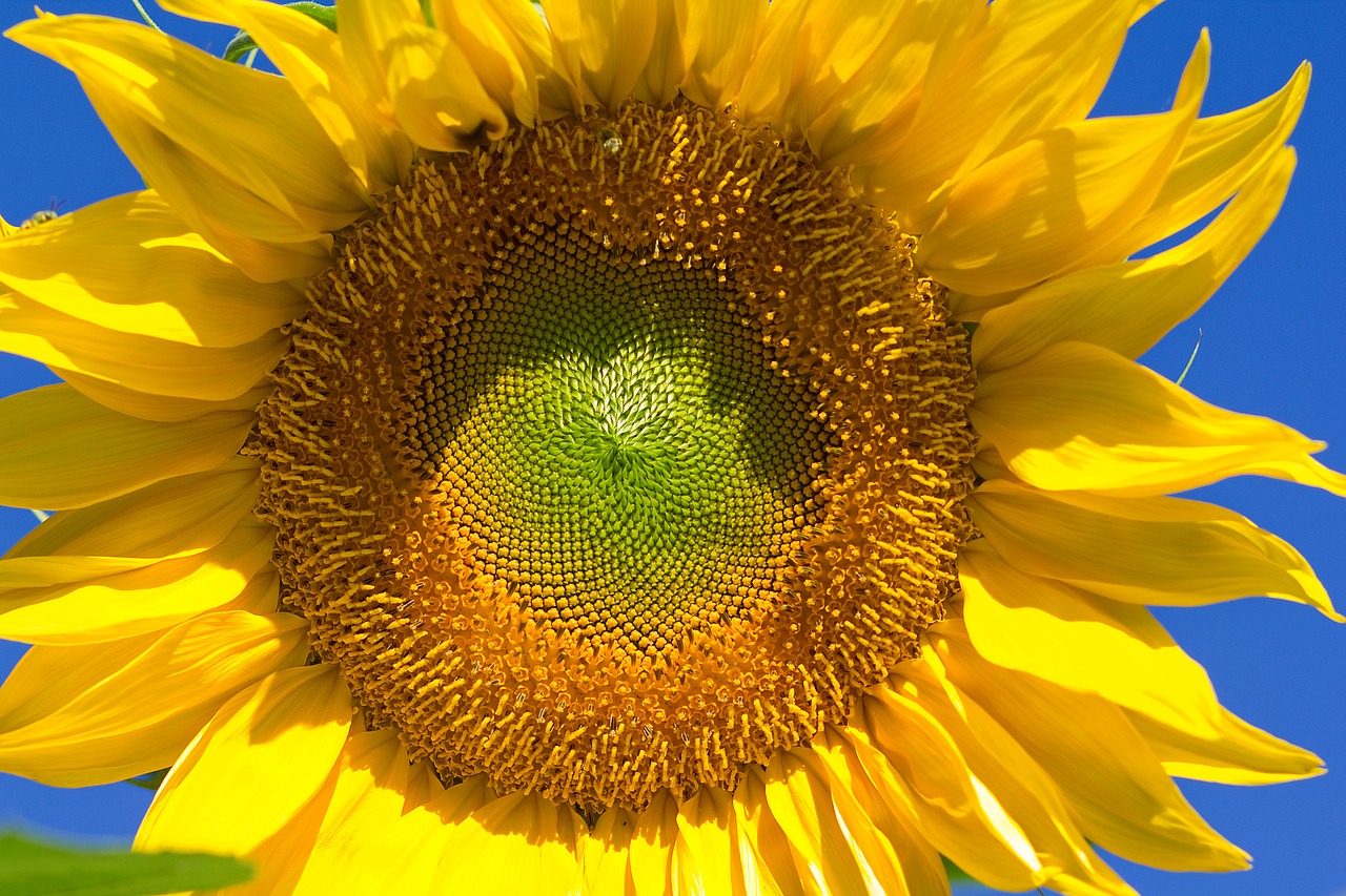 sunflower summer flora free photo