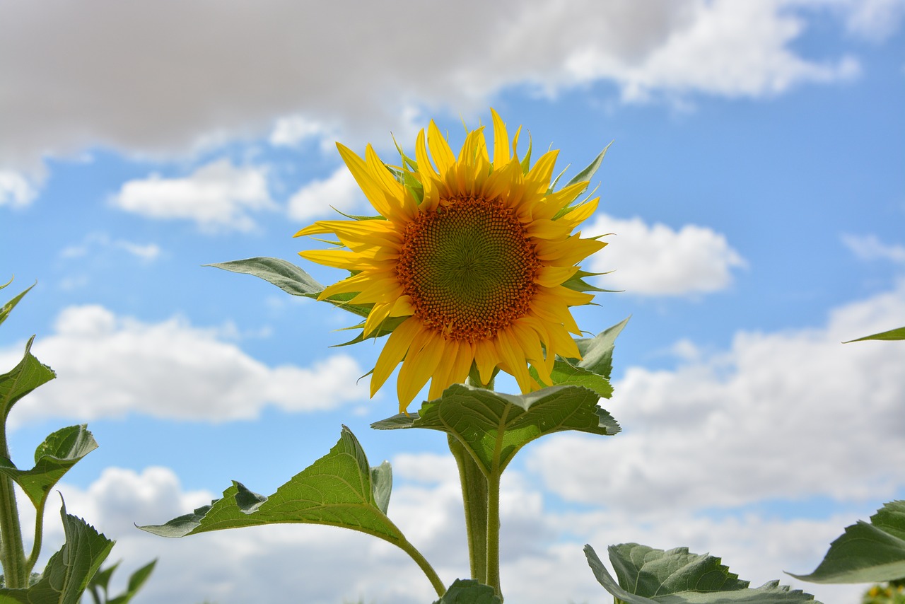 sunflower flower yellow free photo