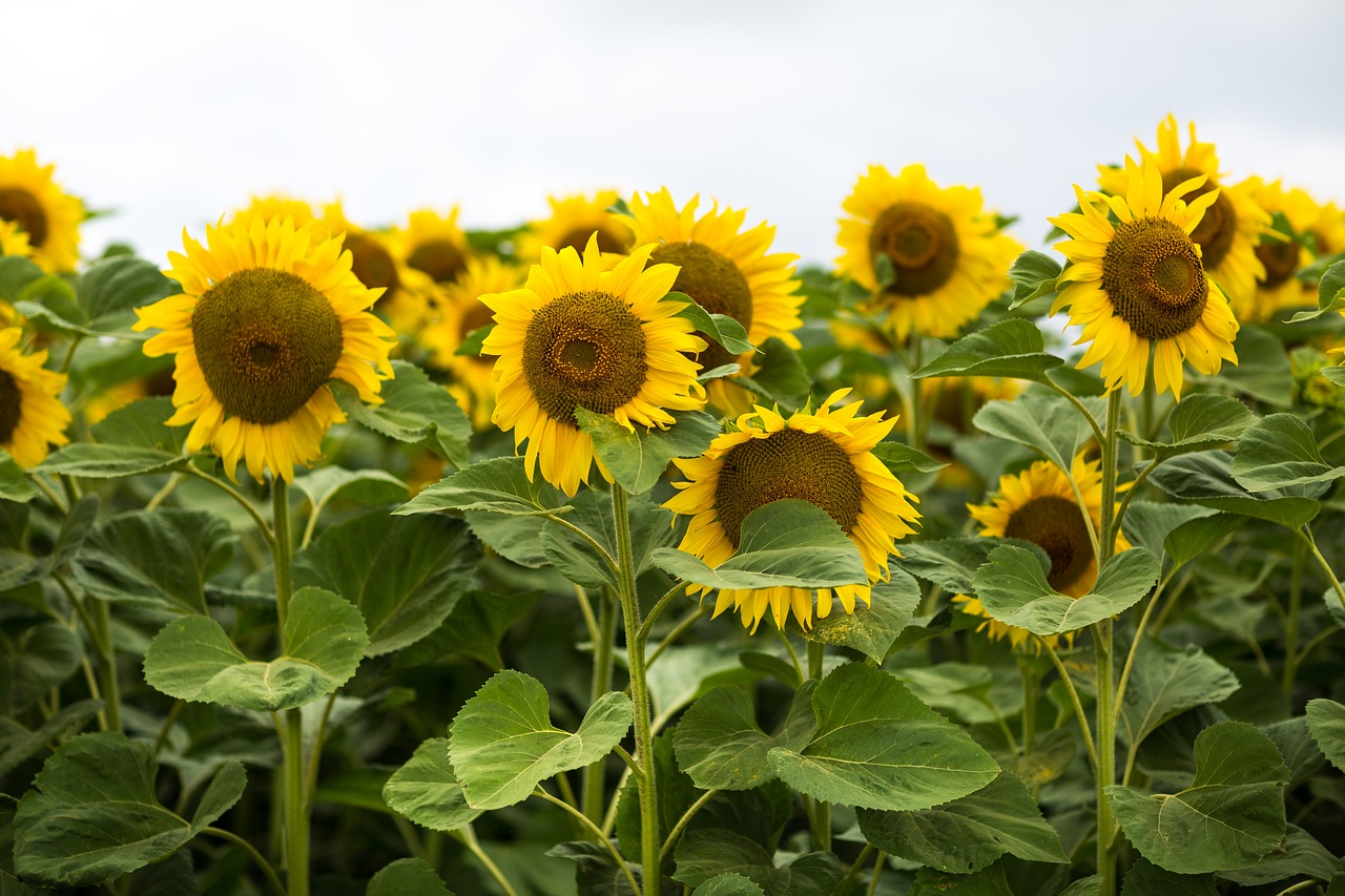 sunflower field summer free photo