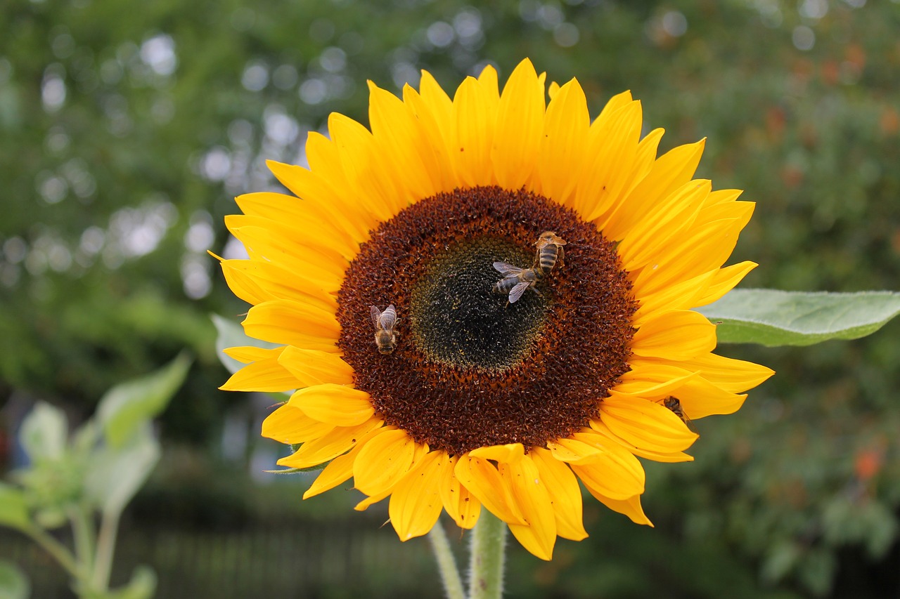 sunflower bee flower free photo