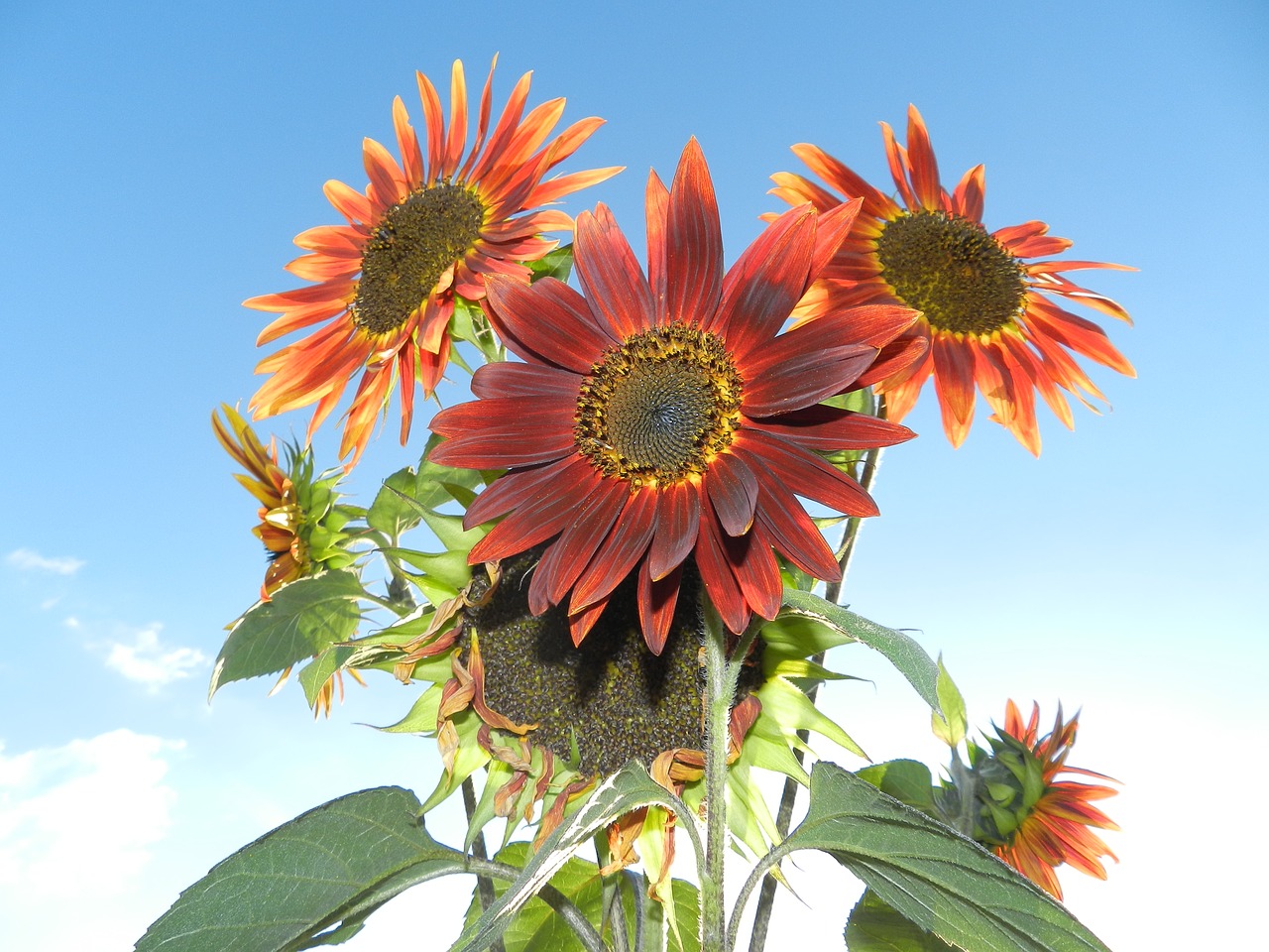 sunflower bouquet flowers free photo