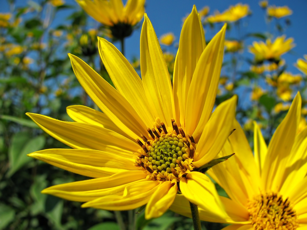 sunflower flower yellow free photo