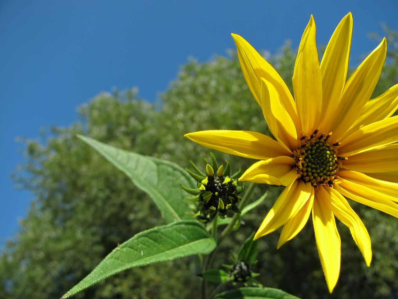 sunflower flower yellow free photo