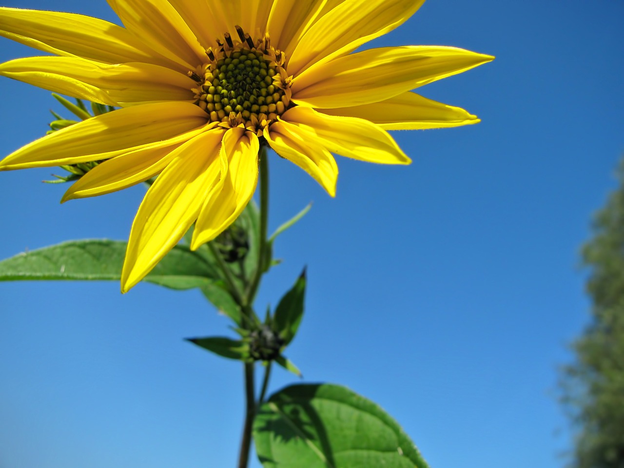 sunflower flower yellow free photo