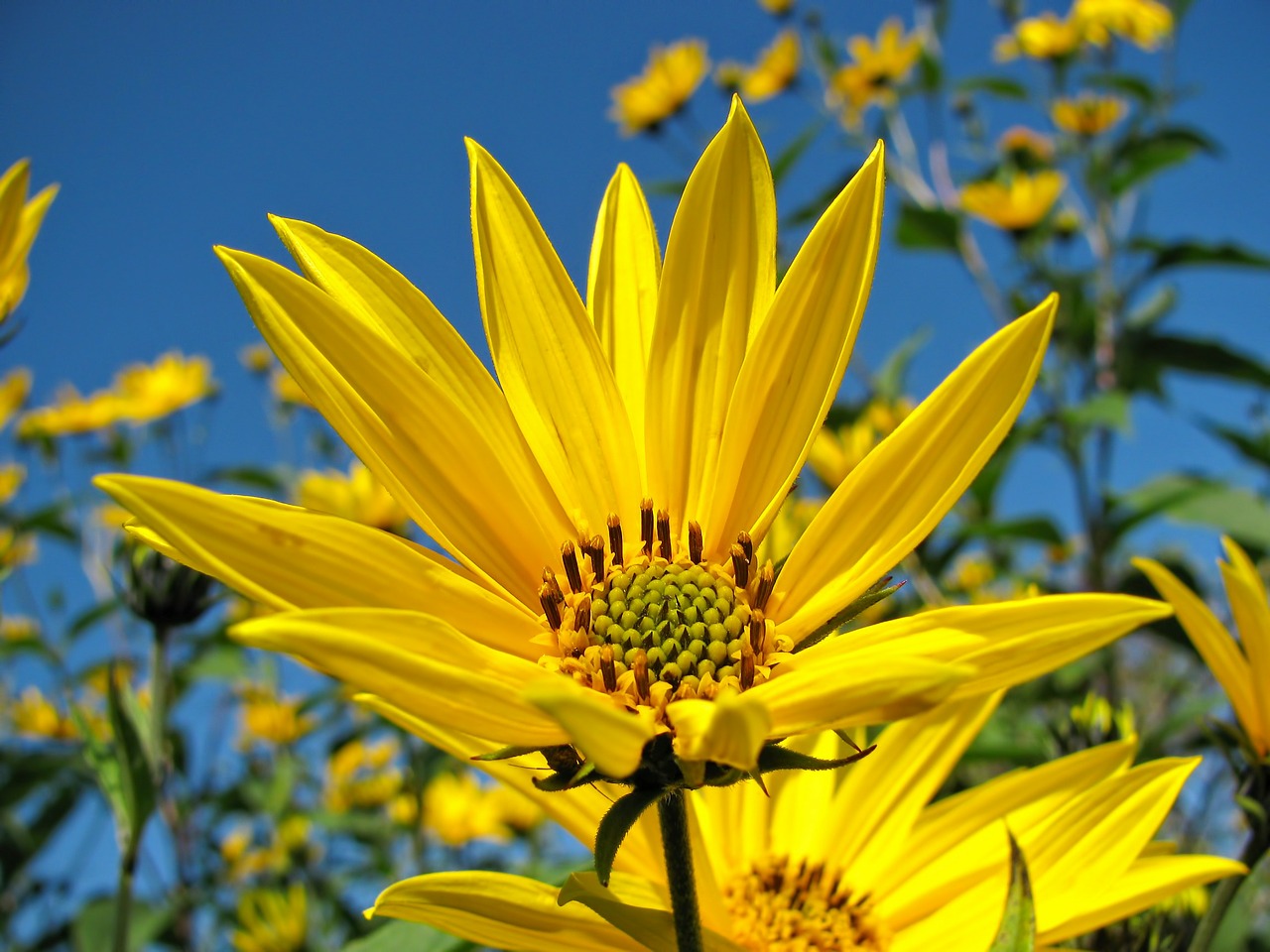 sunflower flower yellow free photo