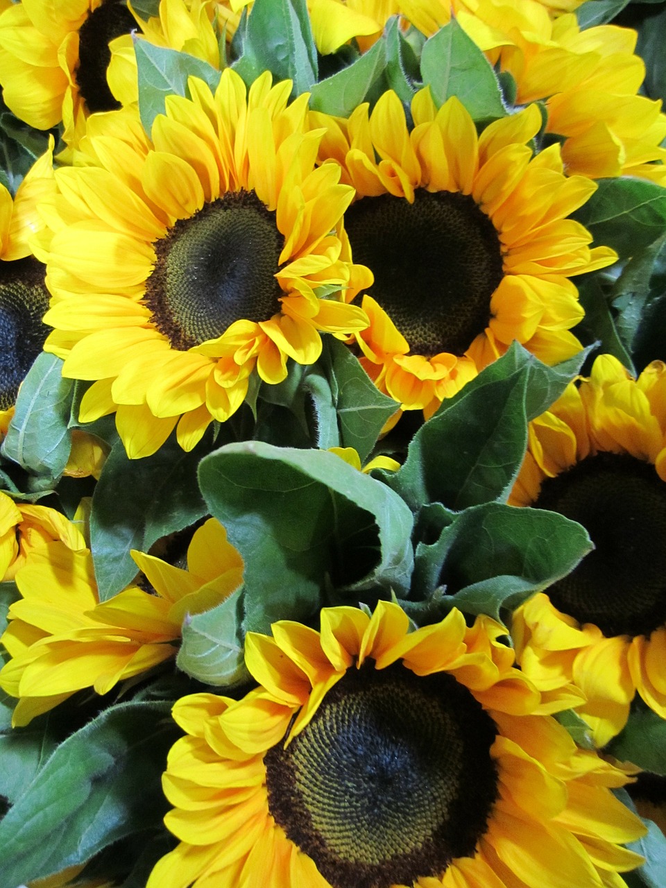 sunflower flowers yellow free photo