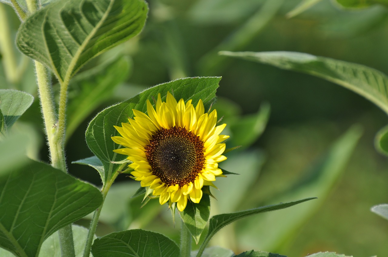 sunflower bloom yellow flower free photo