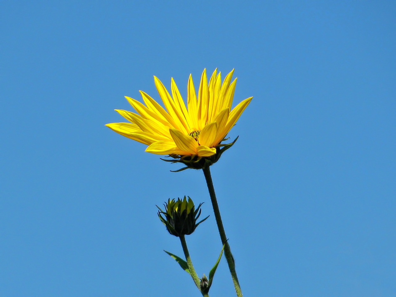 sunflower flower blossom free photo